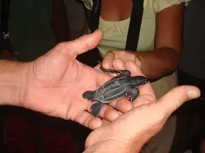 Midnight Turtle Trip
